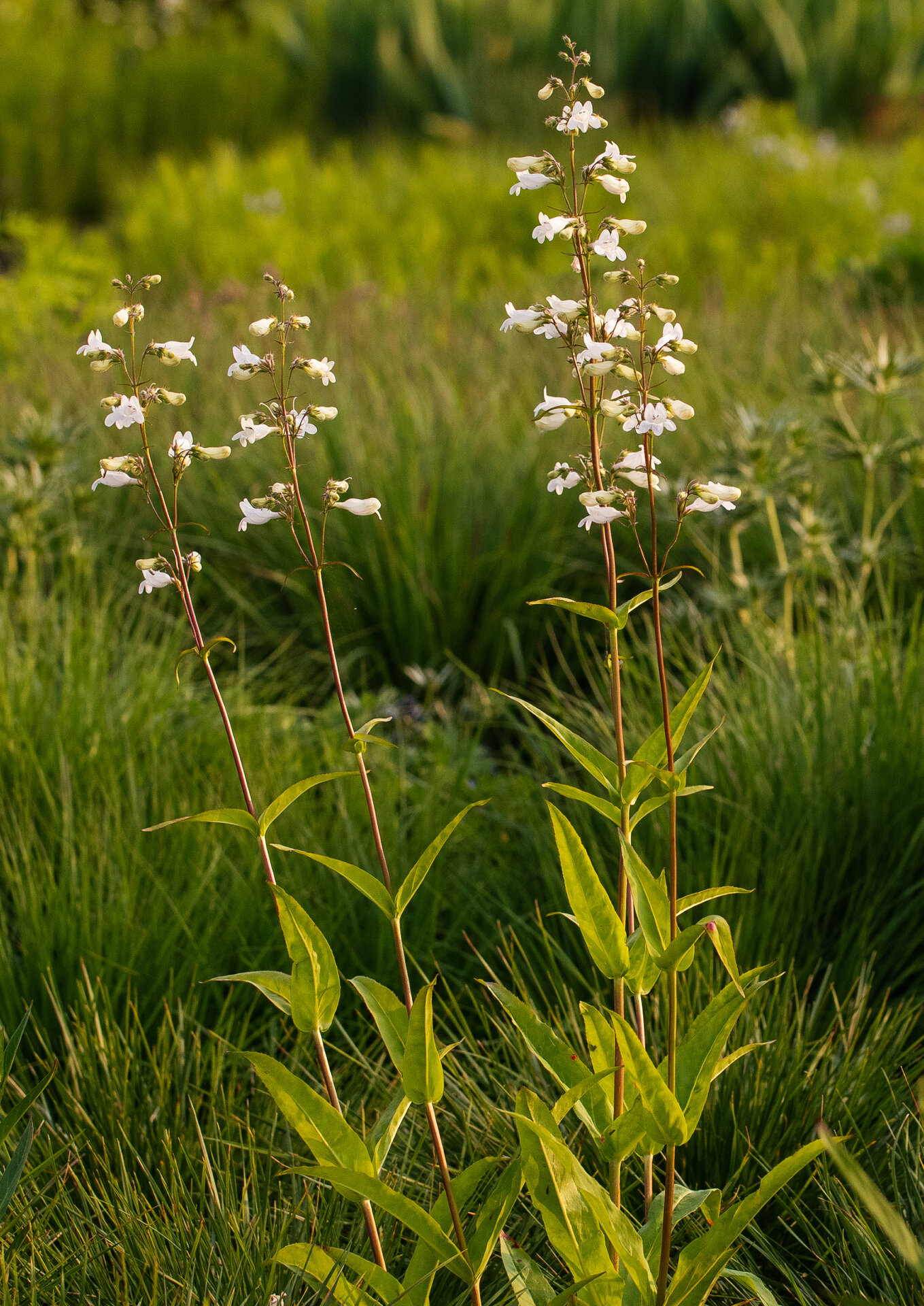 Penstemon digitalis